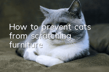 How to prevent cats from scratching furniture