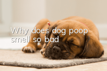 Why does dog poop smell so bad?
