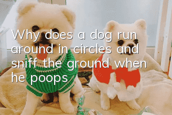 Why does a dog run around in circles and sniff the ground when he poops?