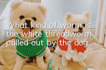 What kind of worm is the white threadworm pulled out by the dog?