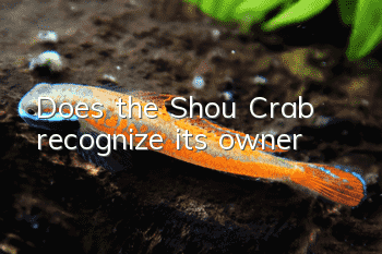 Does the Shou Crab recognize its owner?