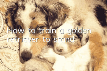 How to train a golden retriever to stand