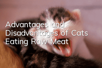 Advantages and Disadvantages of Cats Eating Raw Meat