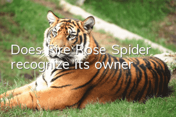 Does Fire Rose Spider recognize its owner?