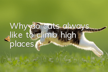 Why do cats always like to climb high places?