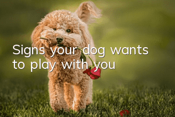 Signs your dog wants to play with you