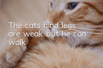 The cat’s hind legs are weak but he can walk