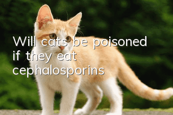 Will cats be poisoned if they eat cephalosporins?