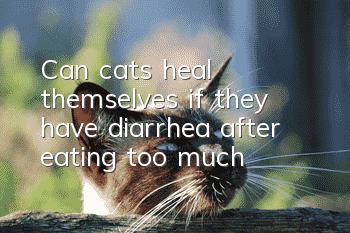 Can cats heal themselves if they have diarrhea after eating too much?