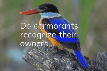 Do cormorants recognize their owners?