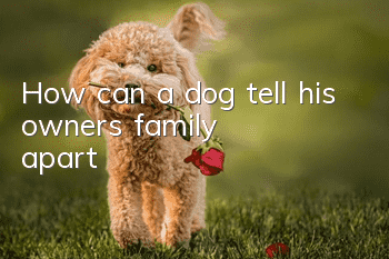 How can a dog tell his owner’s family apart?