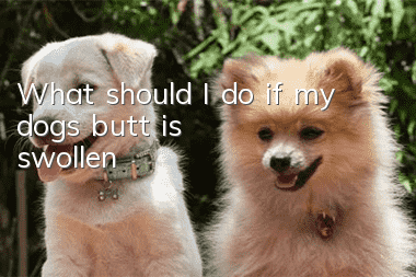 What should I do if my dog’s butt is swollen?