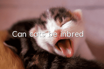 Can cats be inbred?