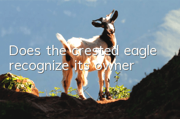 Does the crested eagle recognize its owner?