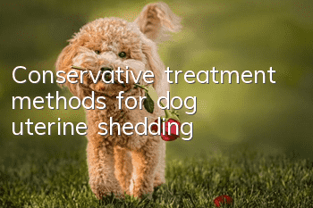 Conservative treatment methods for dog uterine shedding