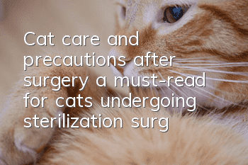 Cat care and precautions after surgery, a must-read for cats undergoing sterilization surgery!
