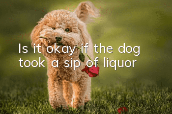Is it okay if the dog took a sip of liquor?