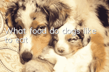 What food do dogs like to eat?