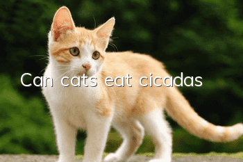 Can cats eat cicadas?