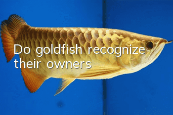 Do goldfish recognize their owners?