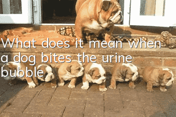 What does it mean when a dog bites the urine bubble?
