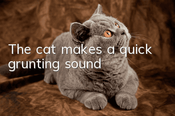 The cat makes a quick grunting sound