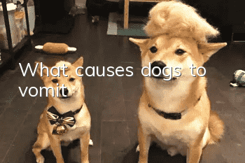 What causes dogs to vomit?