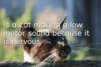 Is a cat making a low motor sound because it is nervous?