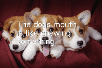 The dog's mouth is like chewing something