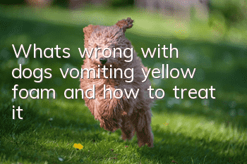 What’s wrong with dogs vomiting yellow foam and how to treat it