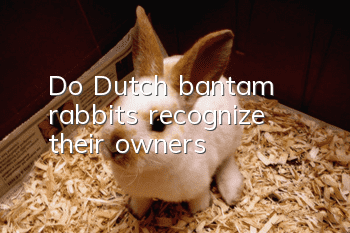 Do Dutch bantam rabbits recognize their owners?