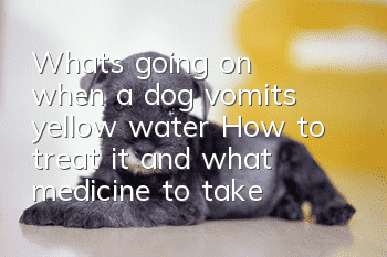 What's going on when a dog vomits yellow water? How to treat it and what medicine to take?