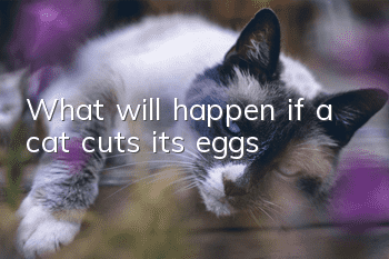 What will happen if a cat cuts its eggs?