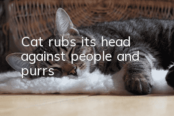 Cat rubs its head against people and purrs