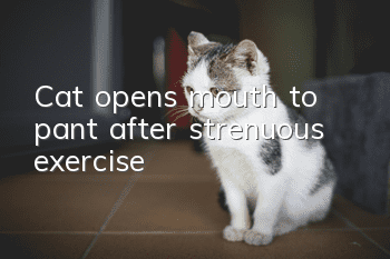 Cat opens mouth to pant after strenuous exercise