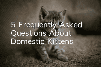 5 Frequently Asked Questions About Domestic Kittens