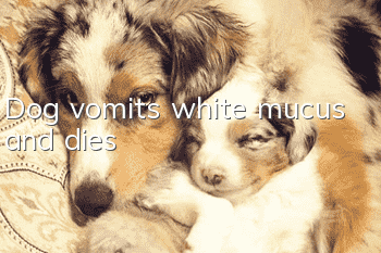 Dog vomits white mucus and dies