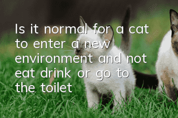 Is it normal for a cat to enter a new environment and not eat, drink or go to the toilet?