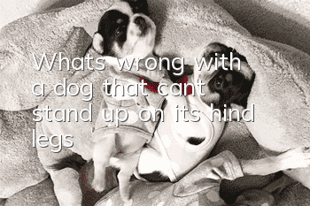 What's wrong with a dog that can't stand up on its hind legs?