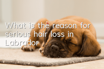 What is the reason for serious hair loss in Labrador?