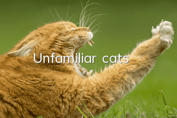 Unfamiliar cats