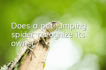Does a pet jumping spider recognize its owner?