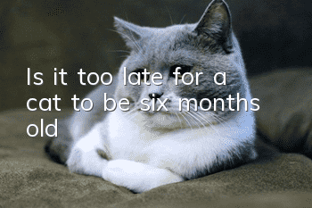 Is it too late for a cat to be six months old?