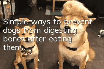 Simple ways to prevent dogs from digesting bones after eating them