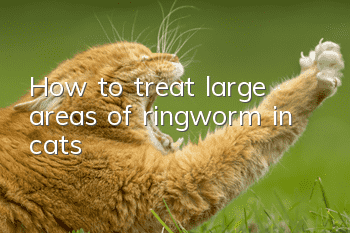 How to treat large areas of ringworm in cats