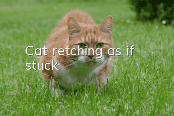 Cat retching as if stuck