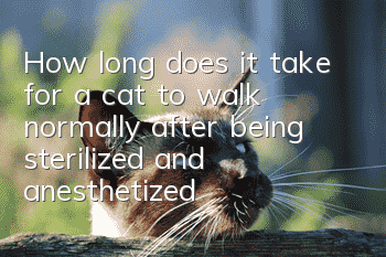 How long does it take for a cat to walk normally after being sterilized and anesthetized?