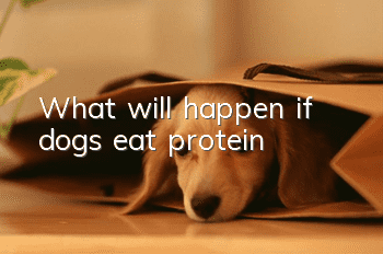 What will happen if dogs eat protein?