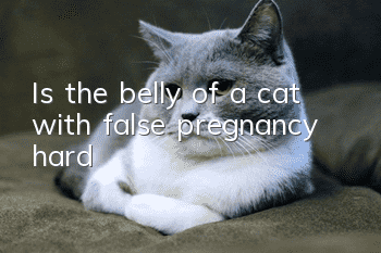 Is the belly of a cat with false pregnancy hard?