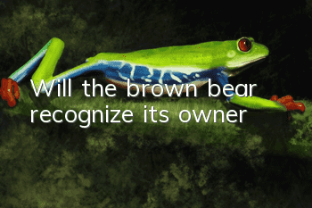 Will the brown bear recognize its owner?